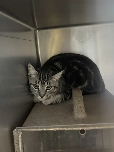 Adoptable Cat
