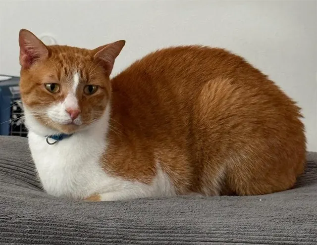 Nemo