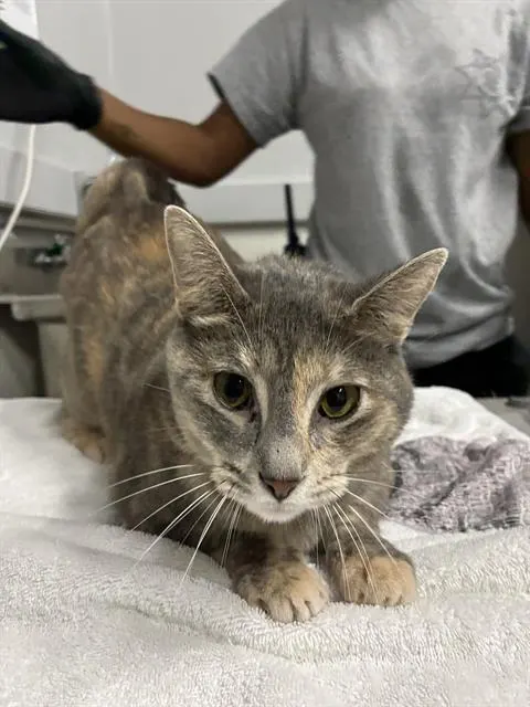 Gracie