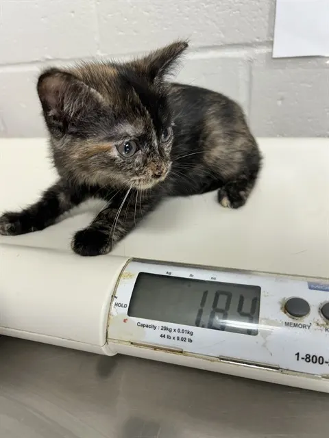 Adoptable Cat