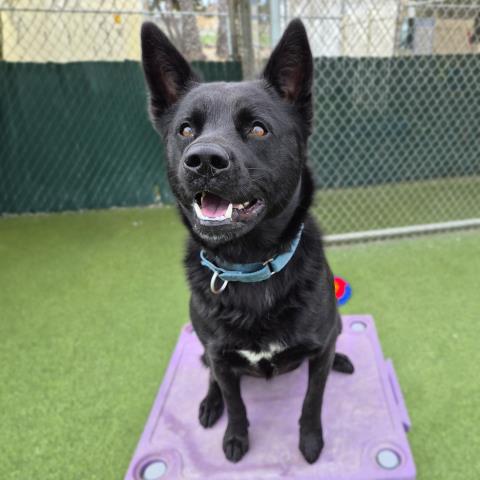 Delilah