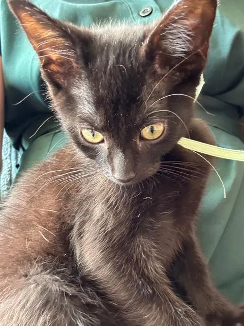 Whizzlebean