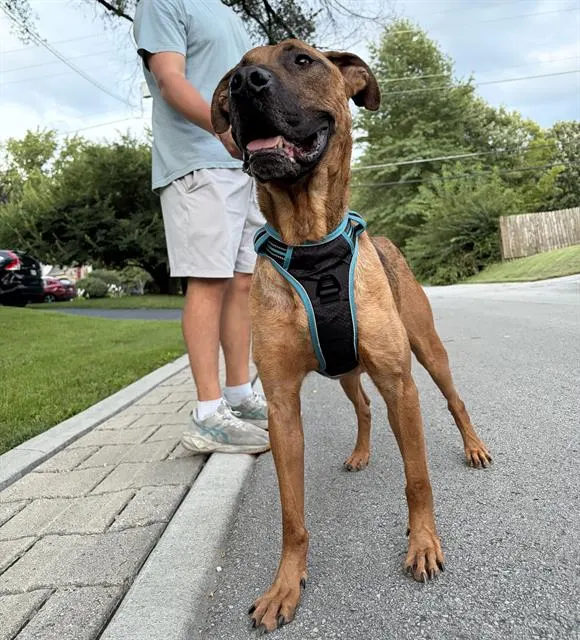 Roscoe