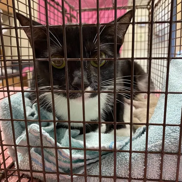Adoptable Cat