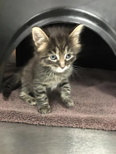 Simon