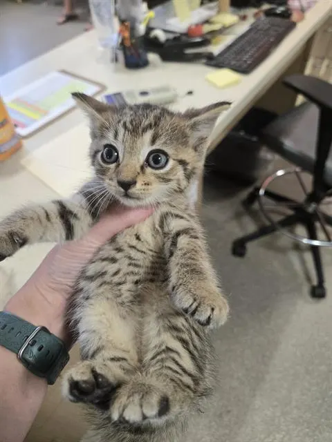 Baby Boy