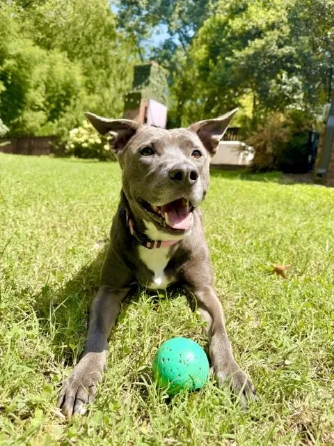 Mya