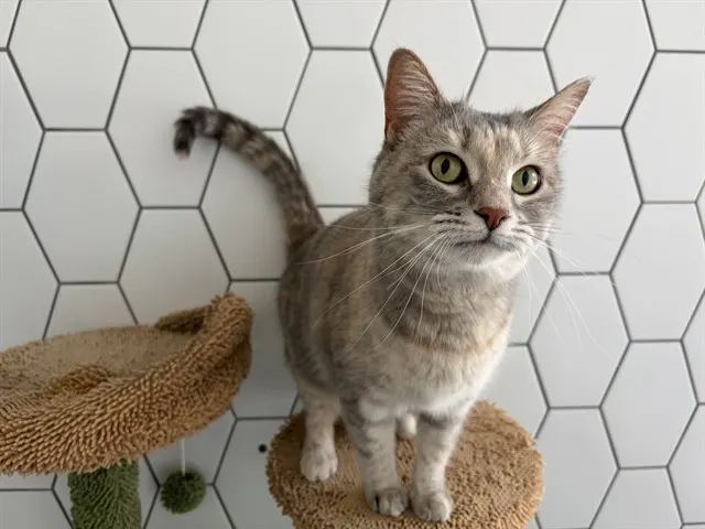 Roxie