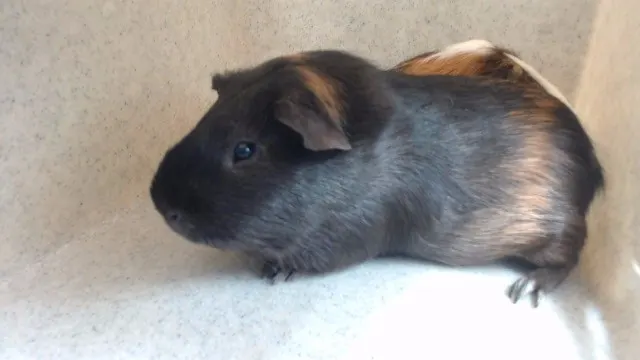 Teddy