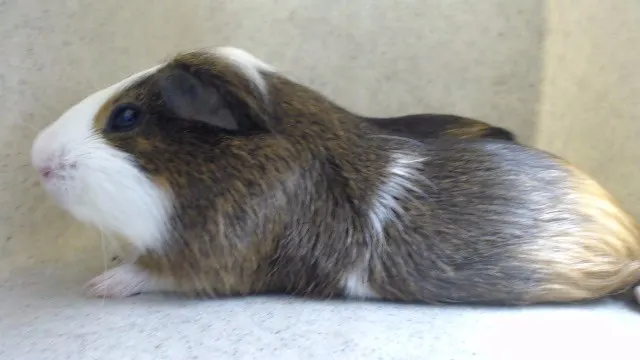 Milo