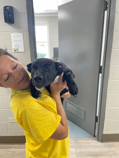 Adoptable Dog