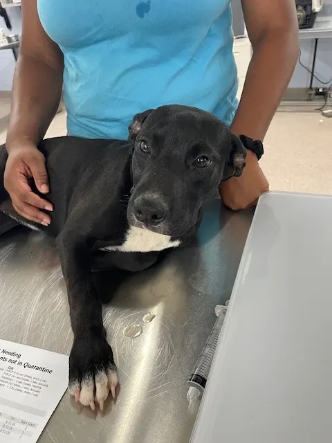 Adoptable Dog