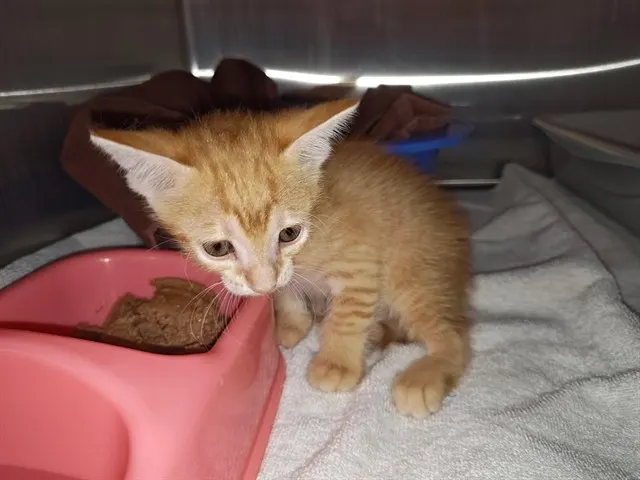 Adoptable Cat