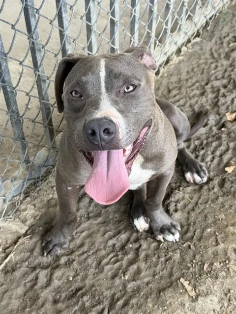 Kobi
