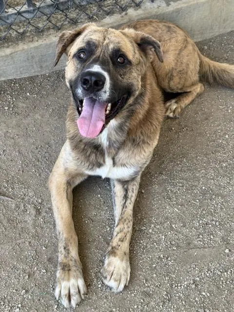 Gio