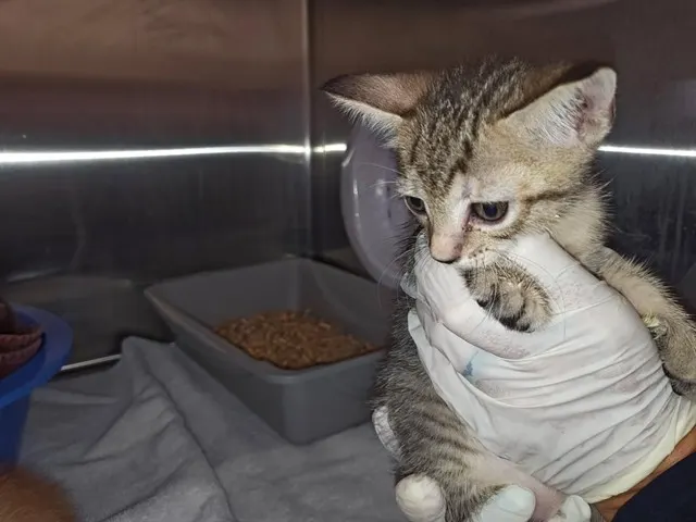 Adoptable Cat