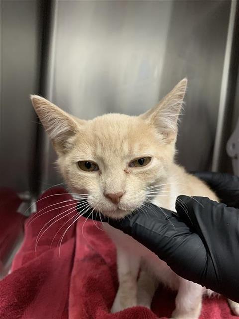 Adoptable Cat