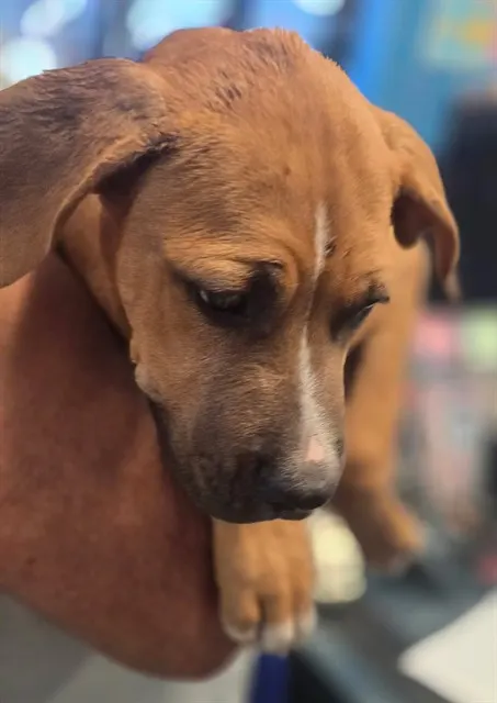 Adoptable Dog