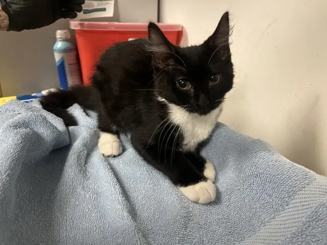 Adoptable Cat