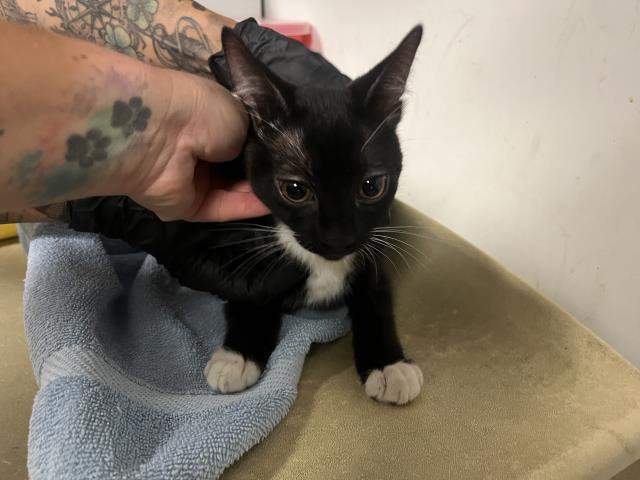 Adoptable Cat
