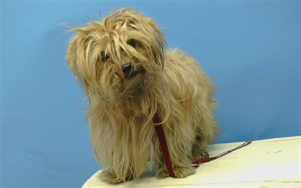 Adoptable Dog