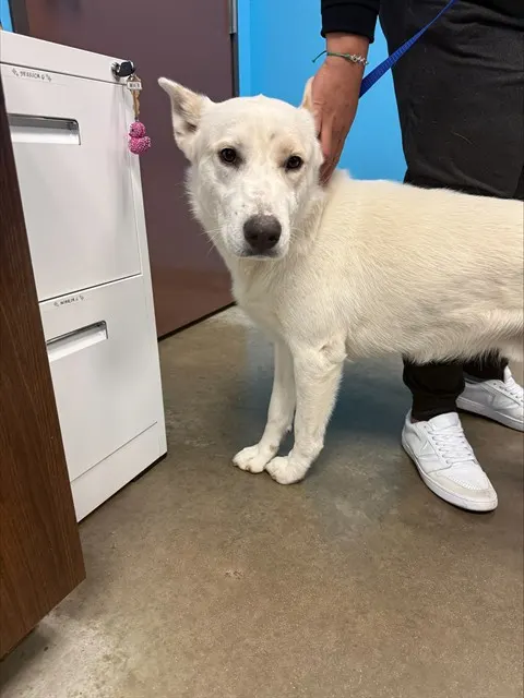 Adoptable Dog