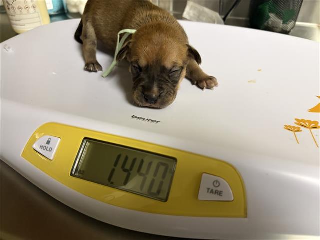 Cocoa