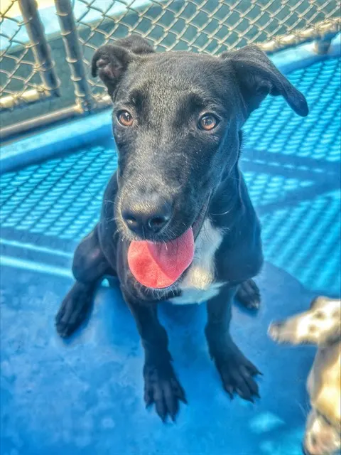 Jett