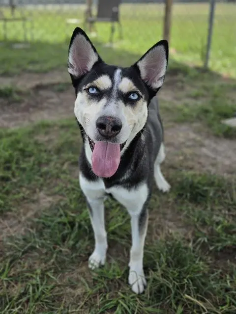 Misha