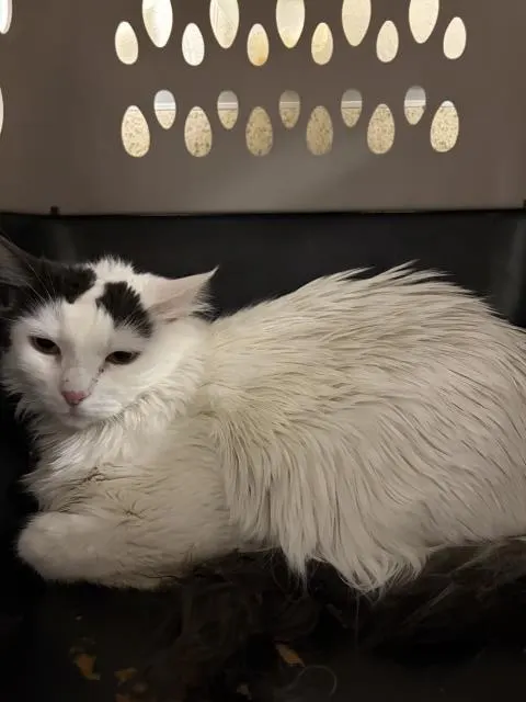 Lolita