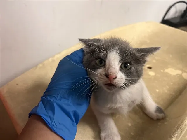 Adoptable Cat