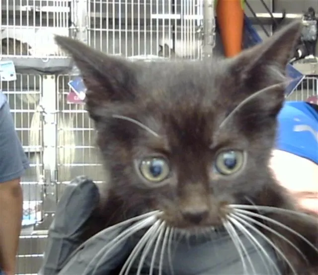 Adoptable Cat