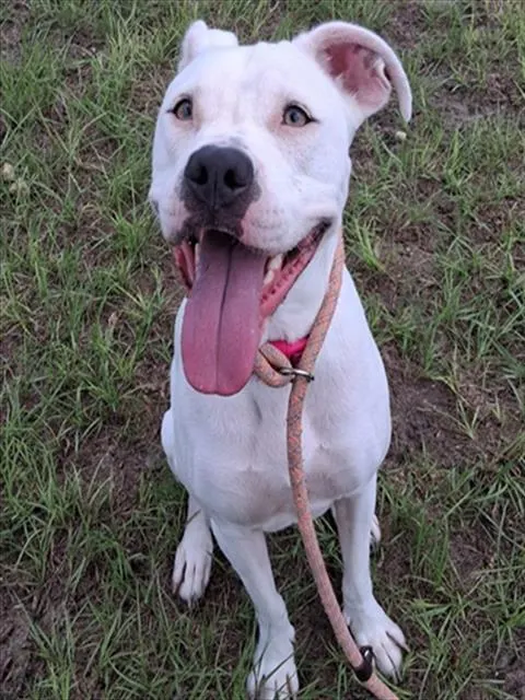 Nala