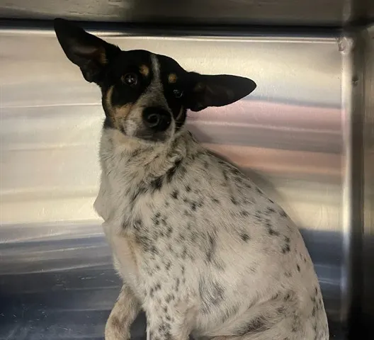 Tyson