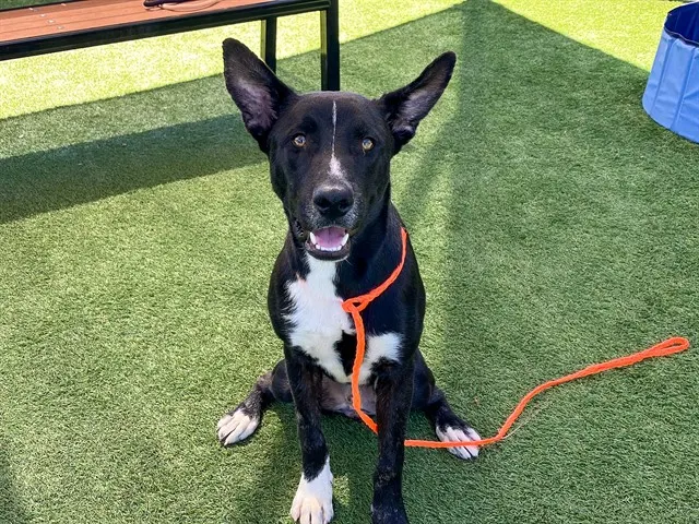 Apollo