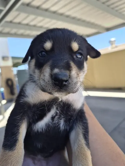 Adoptable Dog