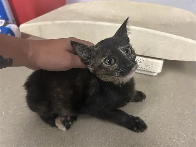 Adoptable Cat