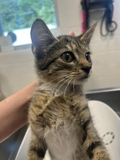 Adoptable Cat