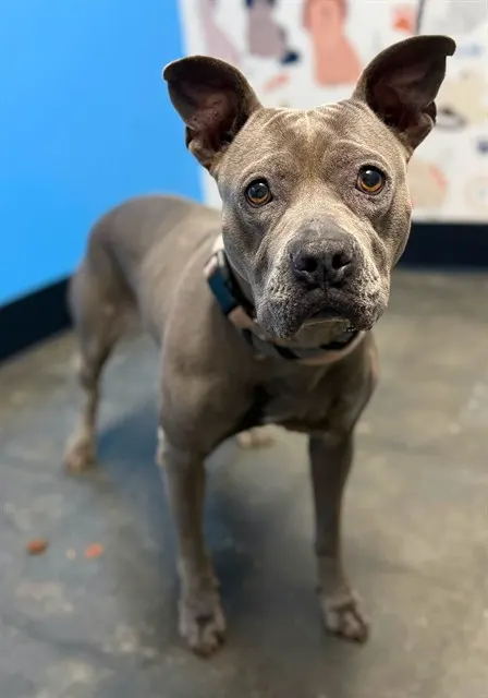 Penelope