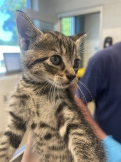 Adoptable Cat