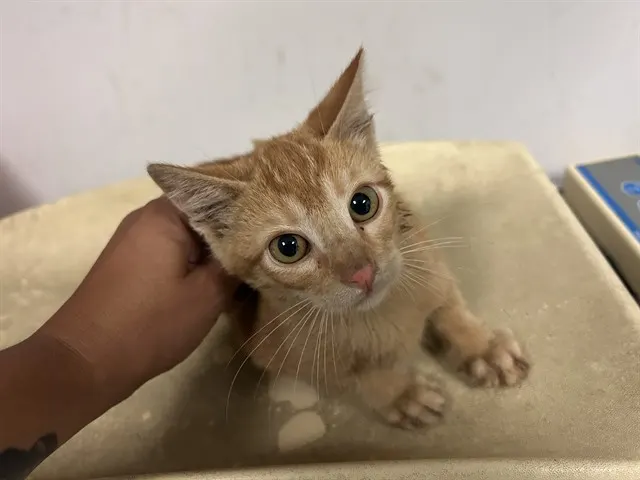 Adoptable Cat