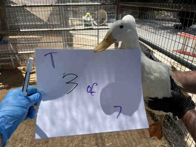 Adoptable Bird
