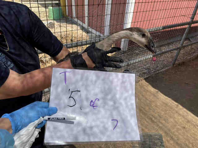 Adoptable Bird