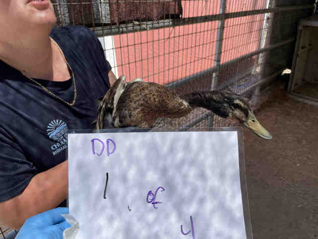 Adoptable Bird
