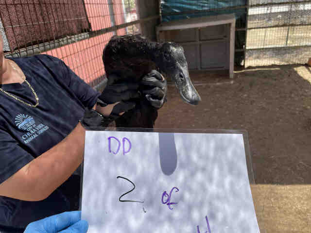 Adoptable Bird