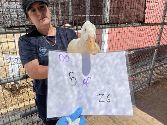 Adoptable Bird