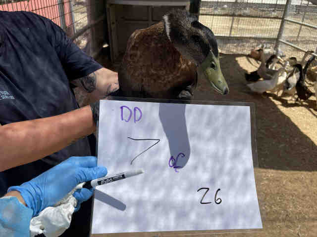 Adoptable Bird
