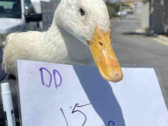 Adoptable Bird