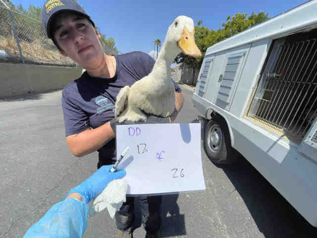 Adoptable Bird