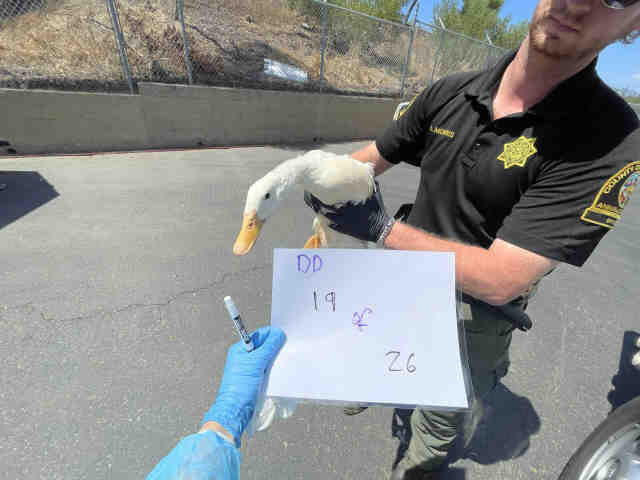 Adoptable Bird